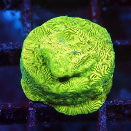Nuclear Green Lepto