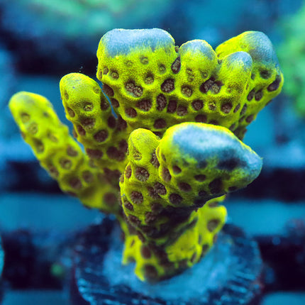 Neon Spagodes Monti