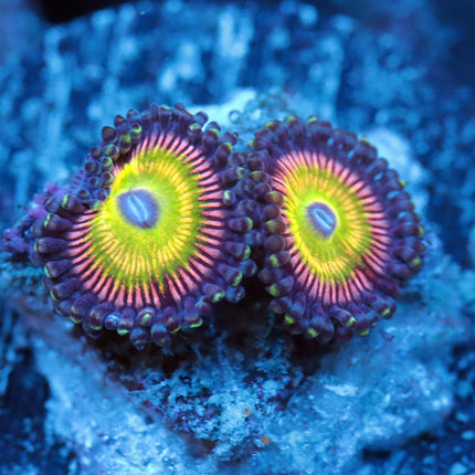 WWC Latin Lover Zoa