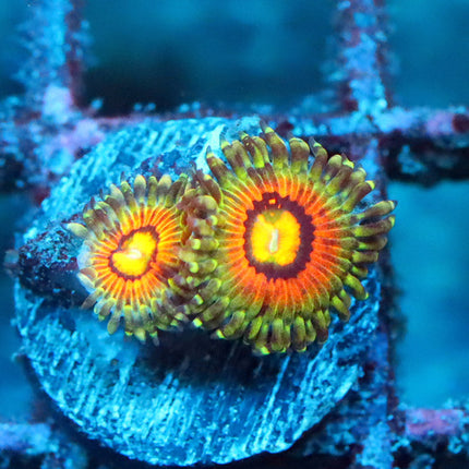 Rainbow Incinerator Zoa