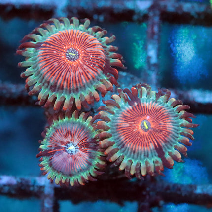 POTO Blue Agave Zoa