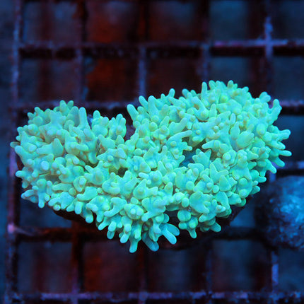 Teal Pearl Bubble Coral