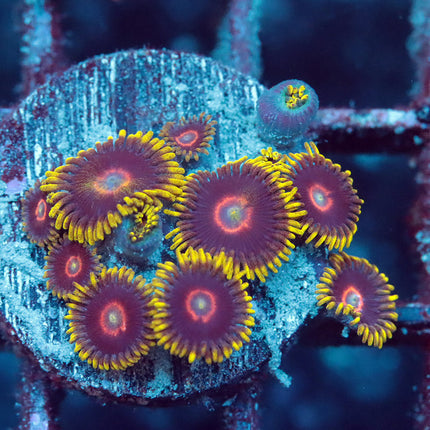 Jawbreaker Zoa