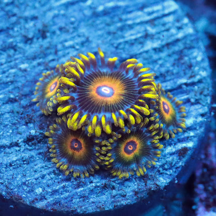 Super Saiyan Zoa