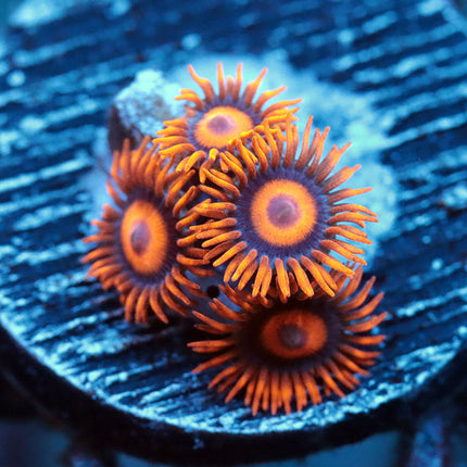 Orange Oxide Zoa