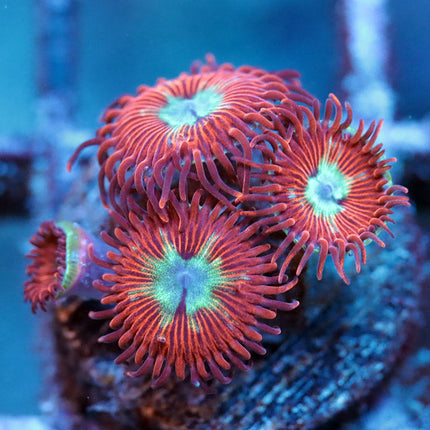 Chrysanthemum Zoa