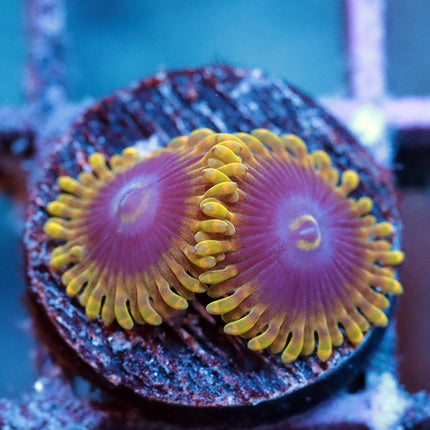 Rainbow Yoda Zoa