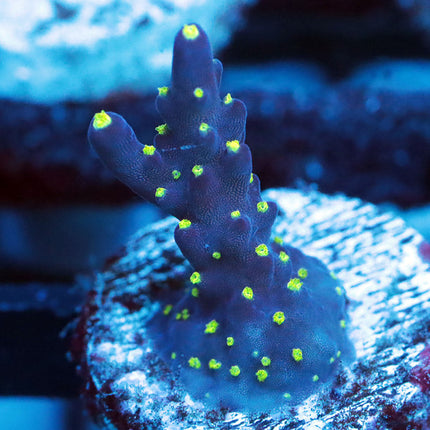POTO Blueberry Bonsai