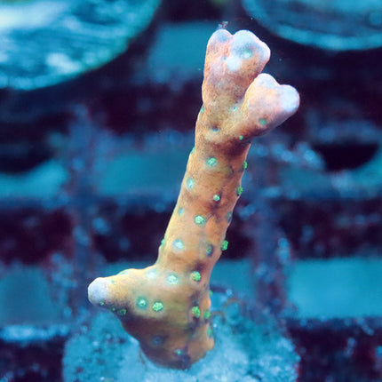 RRC Tropicana Anacropora