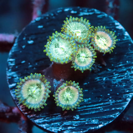 POTO Sucker Punch Zoa