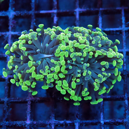 Neon Splatter Branching Hammer