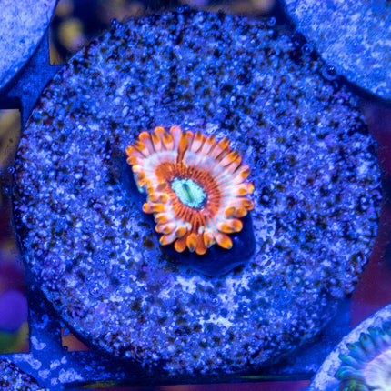 Ultra Majician Paly