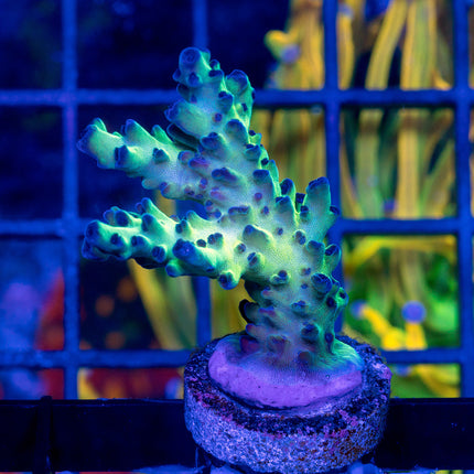 Upscales Microclados Acro
