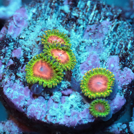 RMF Awesome Blossom Zoa