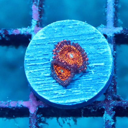 JF Acid Trip Zoa