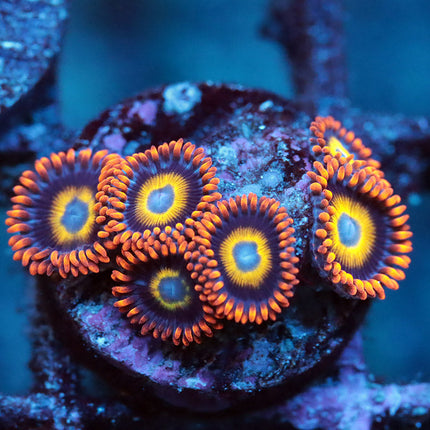 Blondies Zoa