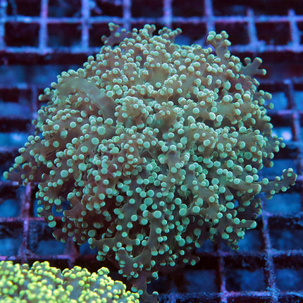 Teal Octospawn