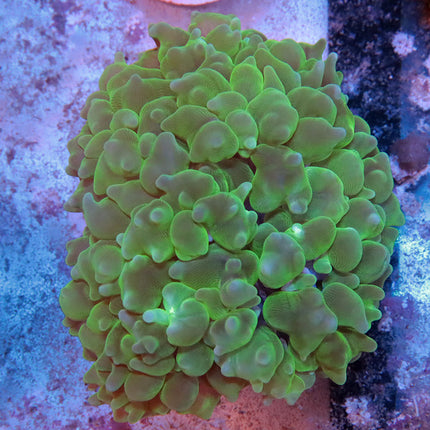 Bouncy Bubble Coral
