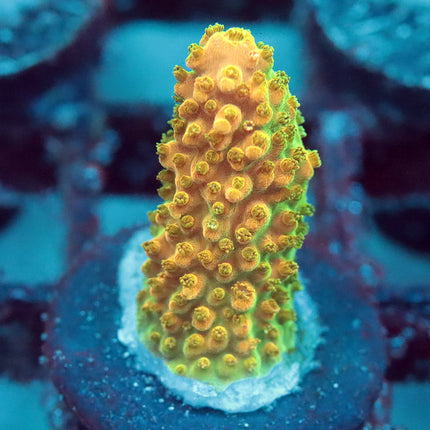 TGC Tropicana