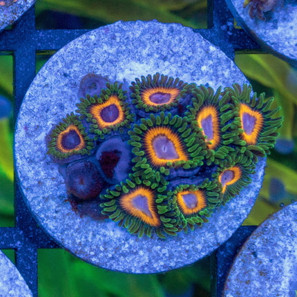 JF Fairy Tale Zoa
