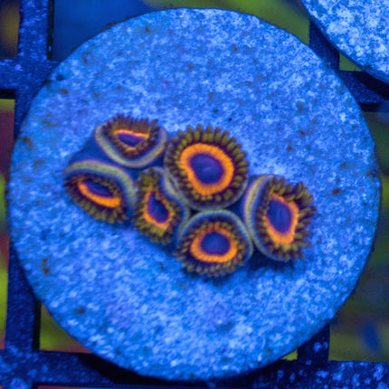 Jungle Juice Zoa