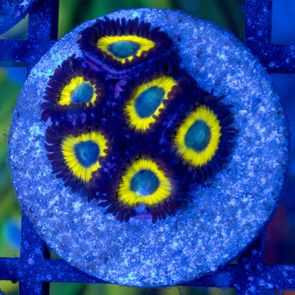 BellaDonna Zoa