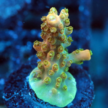 TGC Tropicana
