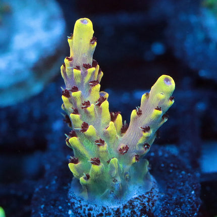 WWC Red Polyp Clathrata