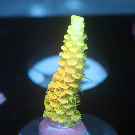 JF Solar Flare