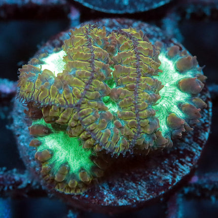 Neon Gothic Blasto