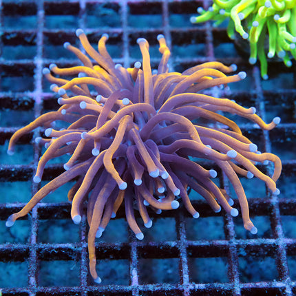 Ultra Indo Gold Torch