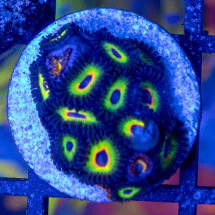 WWC Bob Marley Zoa