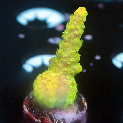 CC Grafted Banana Hammock