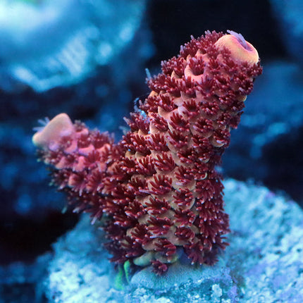 POTO Honey Comb Spathulata