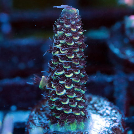 Raising Reef Blue Flame