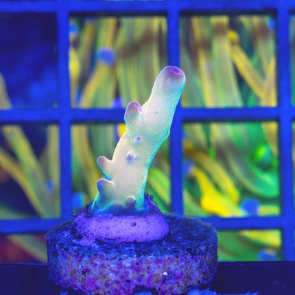 Tusi Rainbow Granulosa