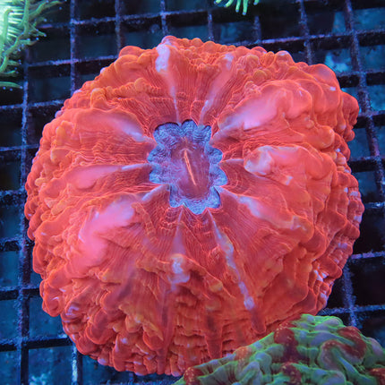Jolly Rancher Indophyllia