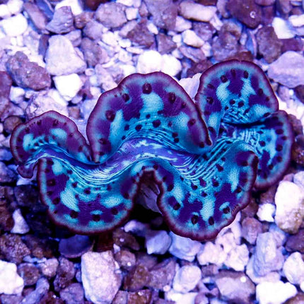 Red Sea Ultra Maxima Clam ~3"