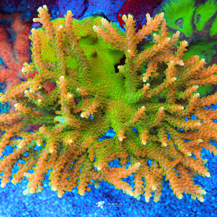 TGC Tropicana