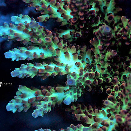 Upscales Microclados Acro