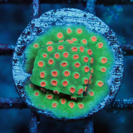 Meteor Shower Cyphastrea