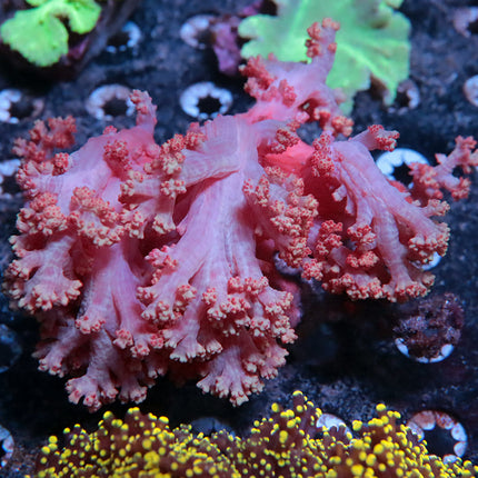 Carnation Coral
