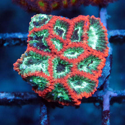 Splatter War Coral