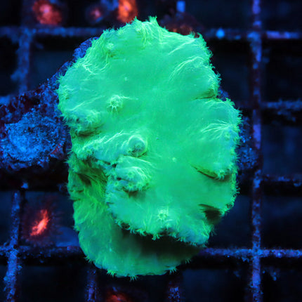 Neon Cabbage Coral