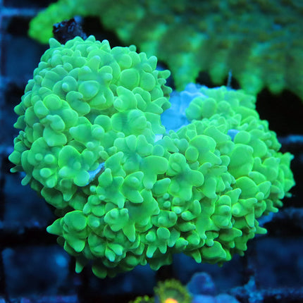 Neon Pearl Bubble Coral