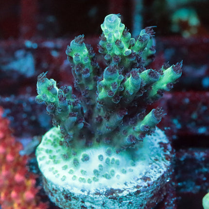 GC Aqua Delight