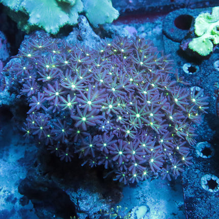 Daisy Polyps Colony