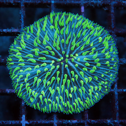 Ultra Neon Fungia Plate