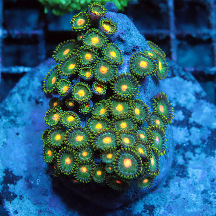 Greenbay Packers Zoa Colony