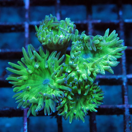 Neon Duncan Coral